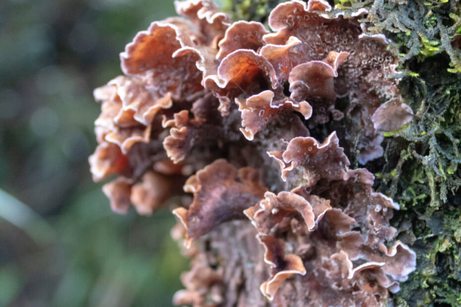 EOCGEN trabaja biodiversidad con LEMU